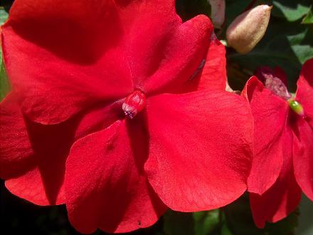 Red Flower