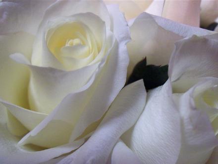 White Roses