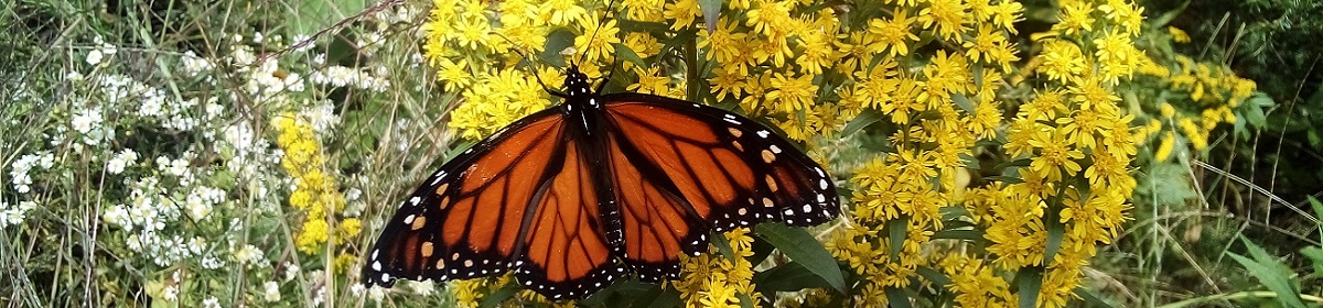 Kate Hill Romance Blog